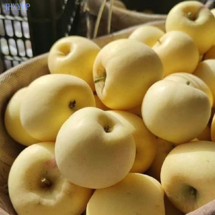 Yellow Apple Fruits